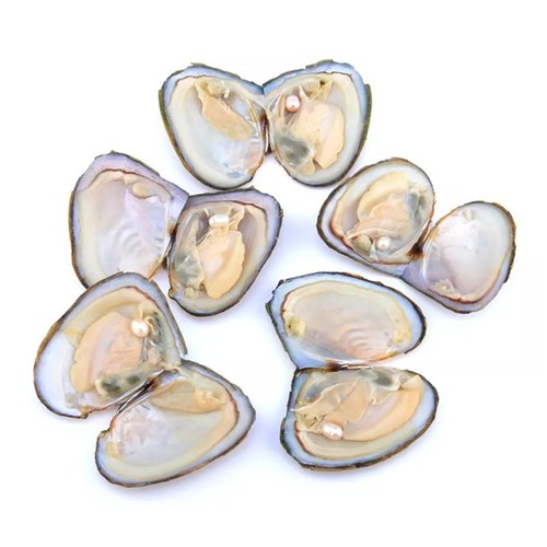 5pcs individual wrapped akoya - individual,